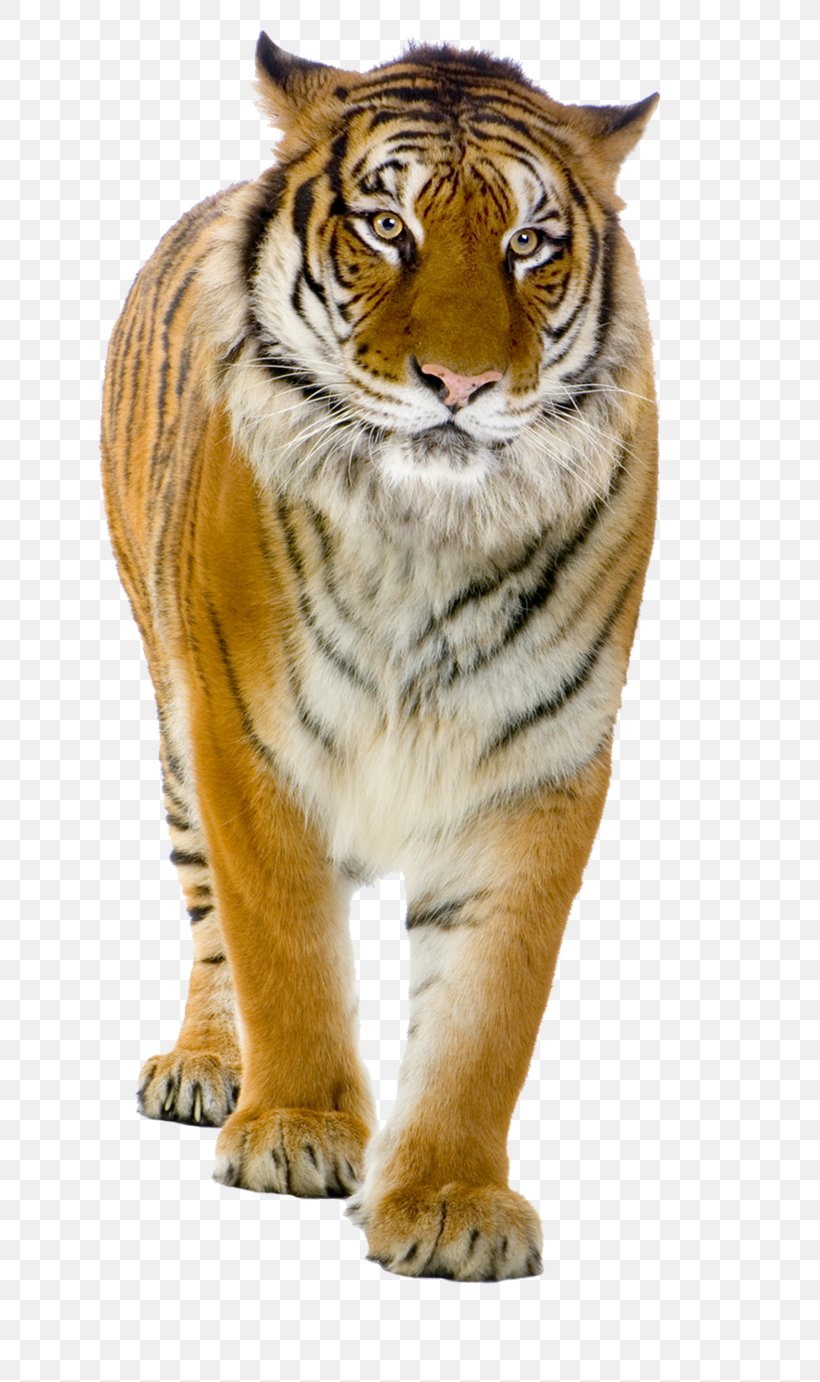 Lion Clip Art Image Illustration, PNG, 800x1382px, Lion, Animal, Art, Bengal Tiger, Big Cat Download Free