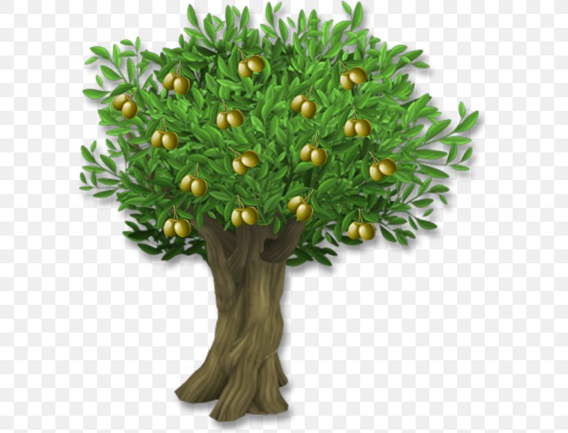Olive Leaf Tree Clip Art, PNG, 625x625px, Olive, Bitmap, Bonsai, Branch, Digital Cameras Download Free