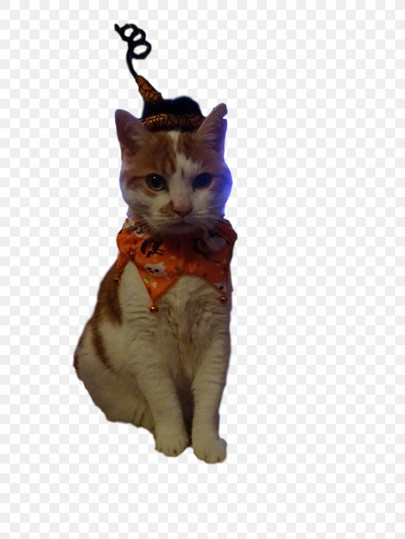 Tabby Cat Kitten Whiskers Fur, PNG, 1080x1440px, Cat, Animal, Cat Like Mammal, Fur, Kitten Download Free