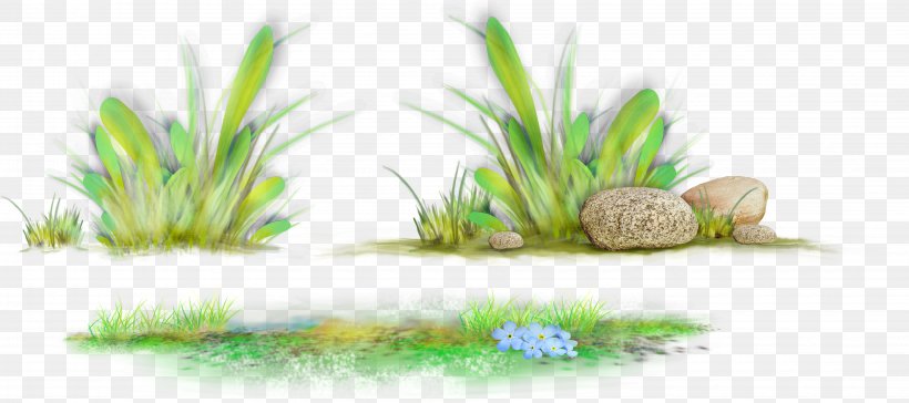 Desktop Wallpaper Clip Art, PNG, 4285x1906px, Herbaceous Plant, Aquarium, Aquarium Decor, Computer, Directory Download Free