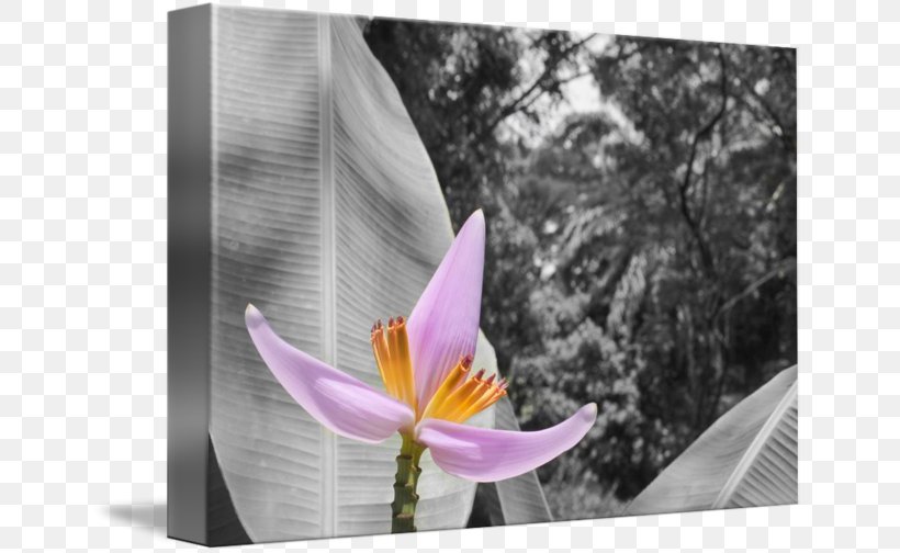 Flowering Plant, PNG, 650x504px, Flowering Plant, Flora, Flower, Petal, Plant Download Free