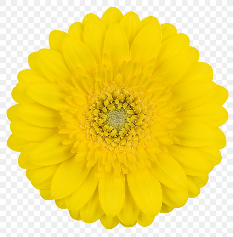 Transvaal Daisy Cut Flowers Yellow Flower Bouquet, PNG, 1082x1100px, Transvaal Daisy, Chrysanths, Color, Cut Flowers, Daisy Download Free