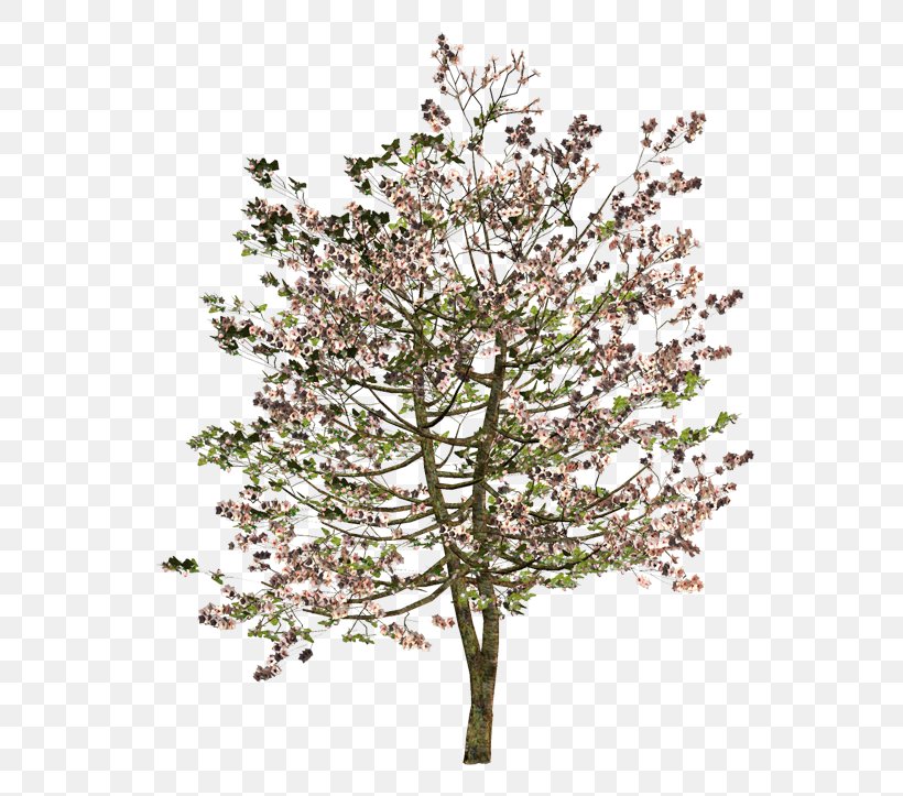 Twig Tree Shrub Flower, PNG, 600x723px, Twig, Blossom, Branch, Cherry Blossom, Floral Design Download Free