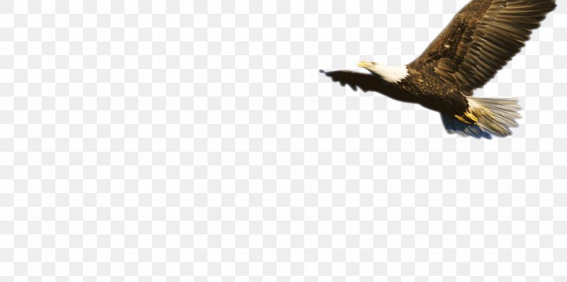 Bald Eagle Fauna Beak Wildlife, PNG, 4724x2362px, Bald Eagle, Accipitriformes, Beak, Bird, Bird Of Prey Download Free