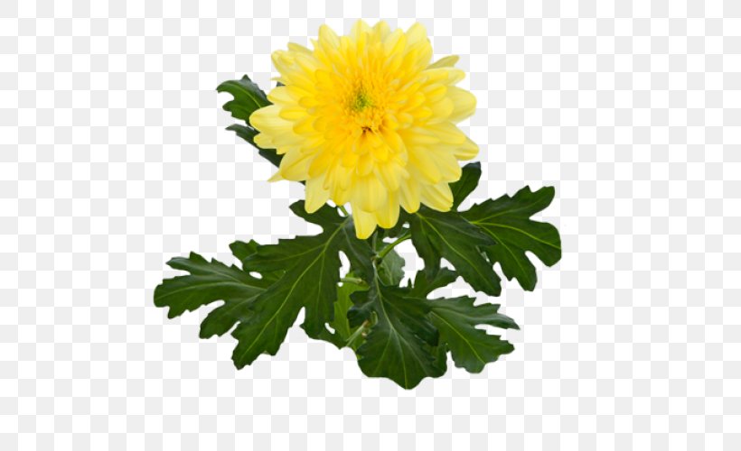 Crown Daisy Yellow Oxeye Daisy Flower Marguerite Daisy, PNG, 500x500px, Crown Daisy, Annual Plant, Aster, Chrysanthemum, Chrysanthemum Coronarium Download Free
