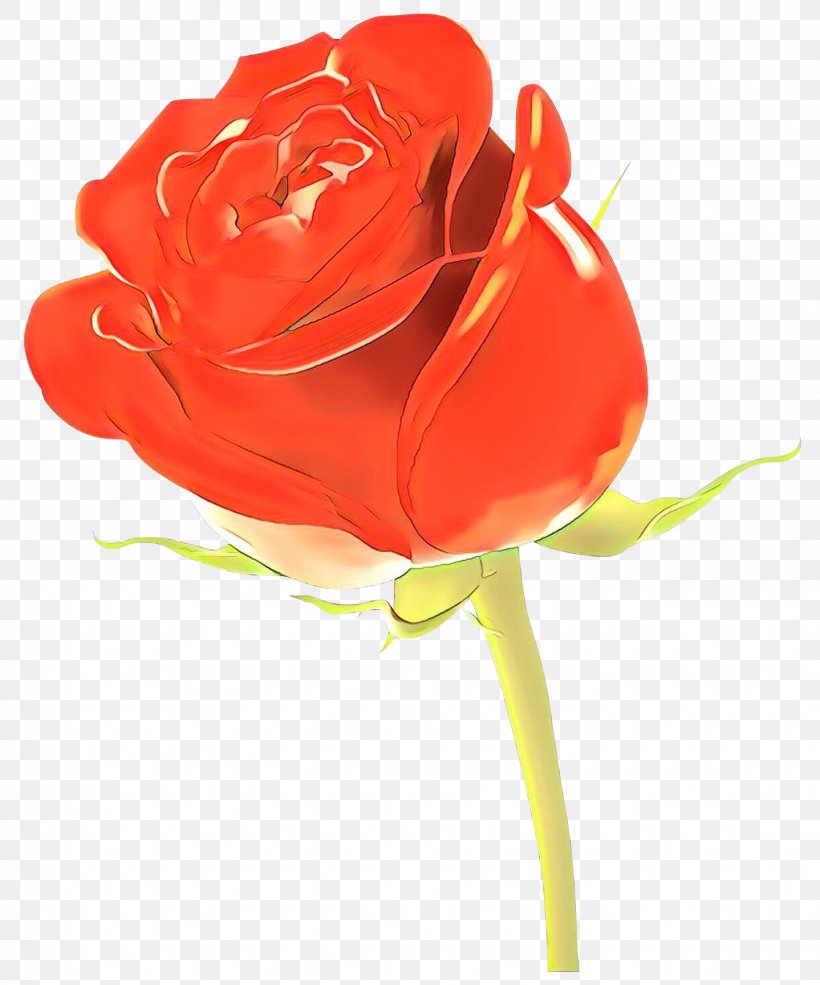 Garden Roses, PNG, 1438x1729px, Cartoon, Cut Flowers, Flower, Garden Roses, Hybrid Tea Rose Download Free