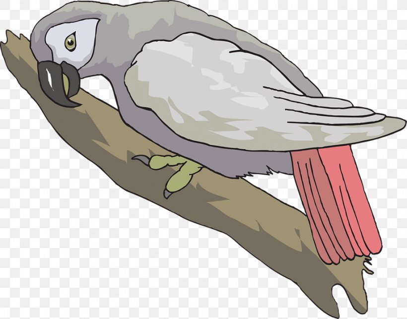 Grey Parrot Bird Clip Art, PNG, 917x720px, Parrot, Beak, Bird, Bird Of Prey, Cockatiel Download Free