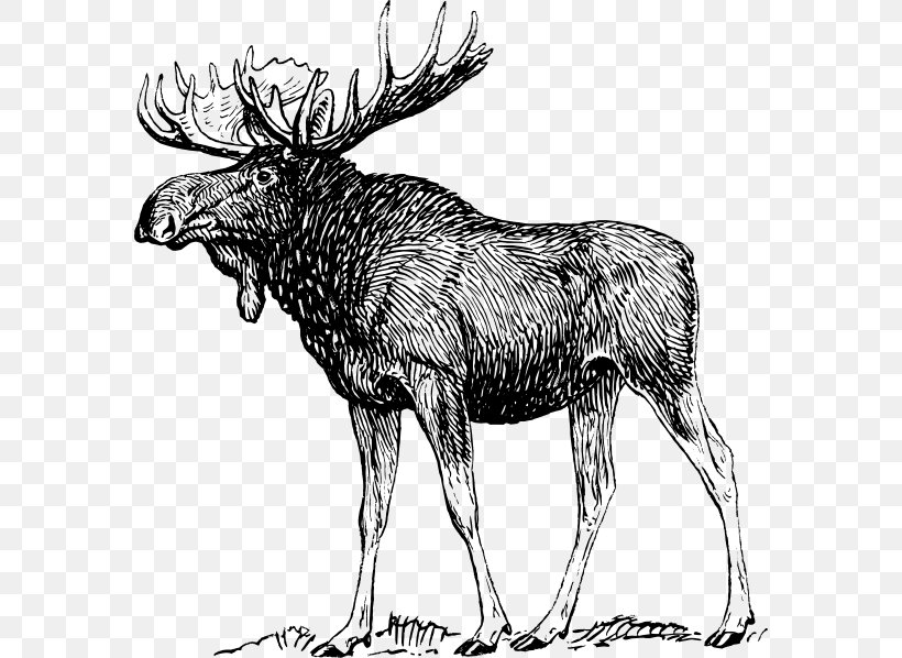 Moose Drawing Art Sketch, PNG, 576x598px, Moose, Antler, Art, Black And White, Cattle Like Mammal Download Free