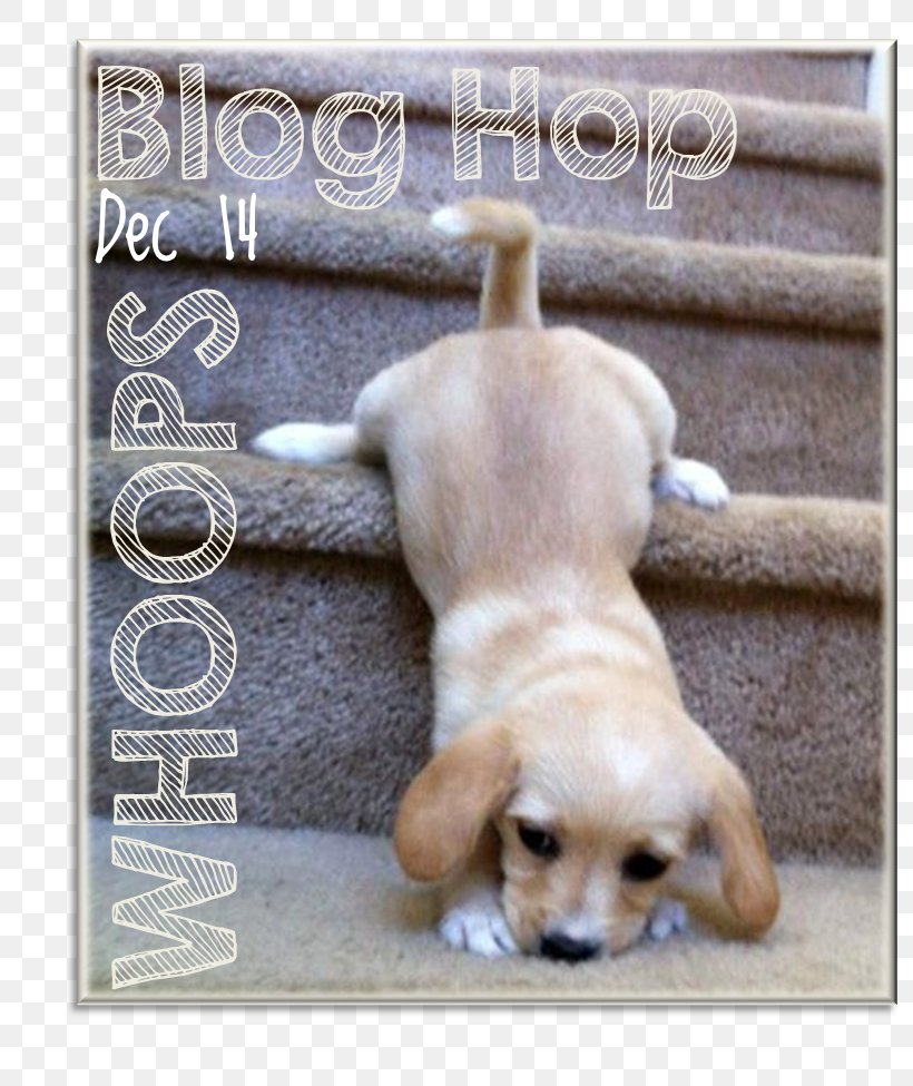 Puppy Labrador Retriever Dachshund Siberian Husky Cuteness, PNG, 803x975px, Puppy, Animal, Beagle, Carnivoran, Companion Dog Download Free