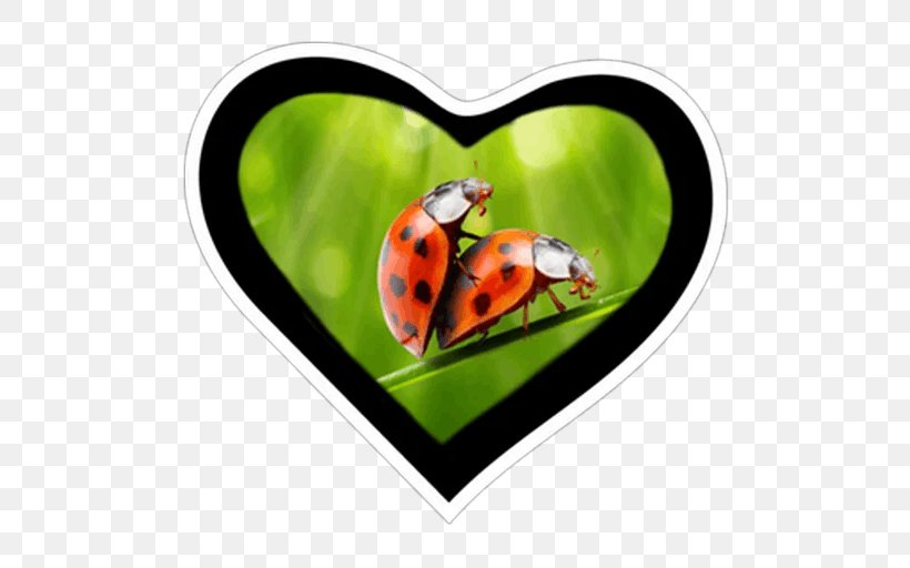 Valentine's Day Vinegar Valentines Ladybird Beetle Greeting & Note Cards, PNG, 512x512px, Vinegar Valentines, Beetle, Butterfly, Greeting Note Cards, Heart Download Free