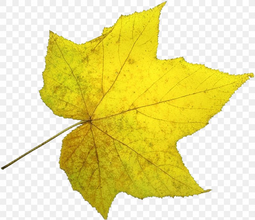 Acer Truncatum Leaf U9f8du6f6du81eau7136u98a8u666fu533a, PNG, 1242x1074px, Acer Truncatum, Autumn Leaf Color, Deciduous, Fukei, Leaf Download Free