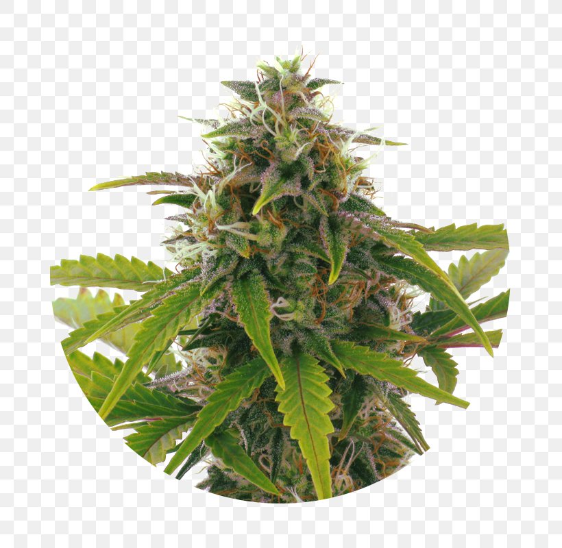 Cannabis Cultivation Haze Kush Seed, PNG, 800x800px, Cannabis, Banana, Bud, Cannabis Cultivation, Haze Download Free