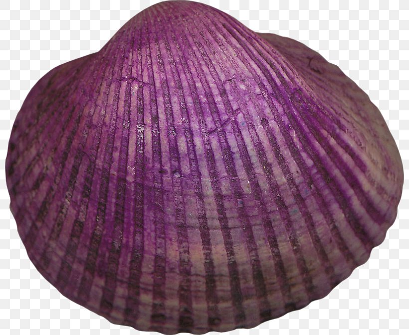 Cockle Mollusc Shell Seashell Veneroida Violet, PNG, 800x672px, Cockle, Clam, Clams Oysters Mussels And Scallops, Color, Fish Download Free