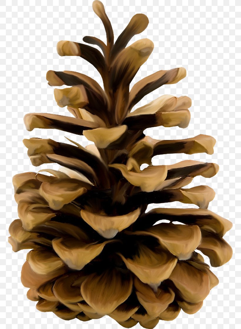 Conifer Cone Stone Pine Conifers Clip Art, PNG, 765x1117px, Stone Pine, Cone, Conifer, Conifer Cone, Conifers Download Free