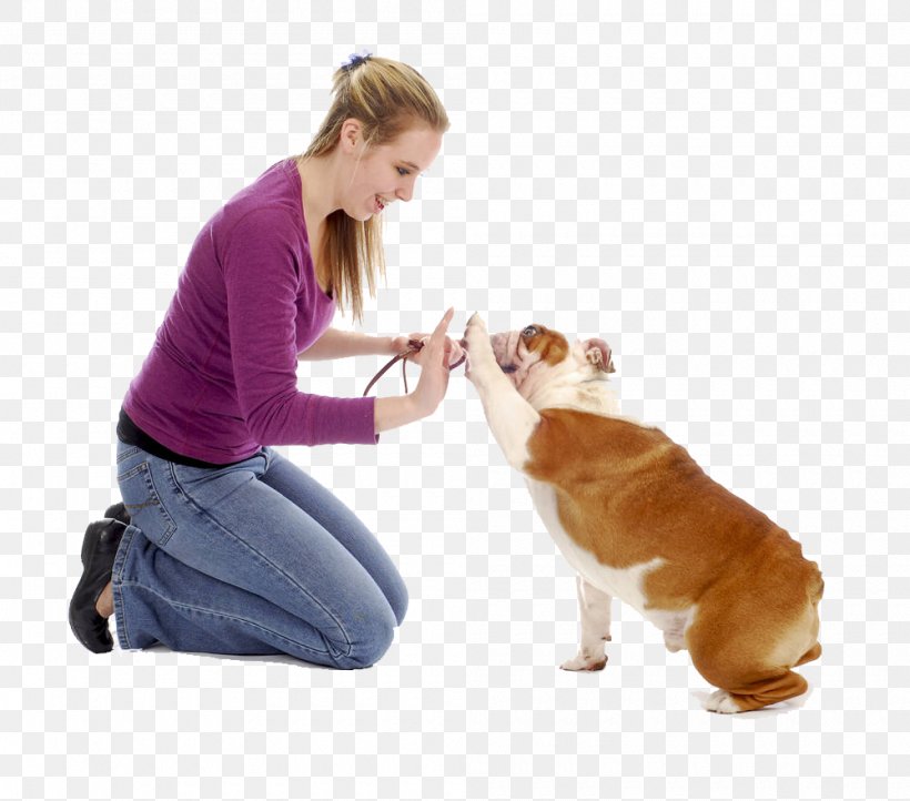 Great Dane Puppy Train Your Dog Dog Training Obedience Training, PNG, 1000x881px, Great Dane, Carnivoran, Companion Dog, Dog, Dog Agility Download Free