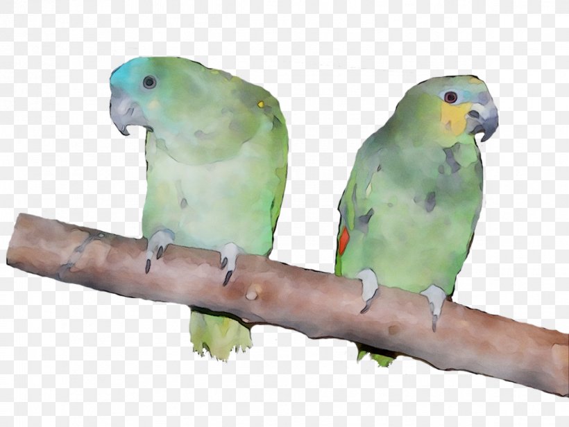 Lovebird Parakeet Macaw Feather Pet, PNG, 1186x891px, Lovebird, Adaptation, Beak, Bird, Bird Supply Download Free