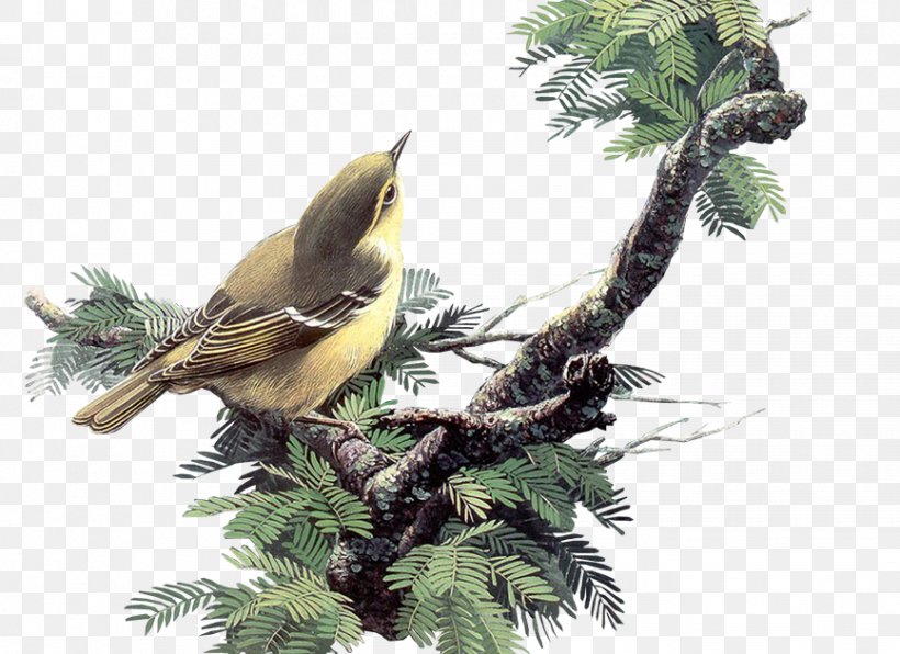 Bird Desktop Wallpaper Clip Art, PNG, 866x630px, Bird, Beak, Bird Nest, Branch, Color Download Free