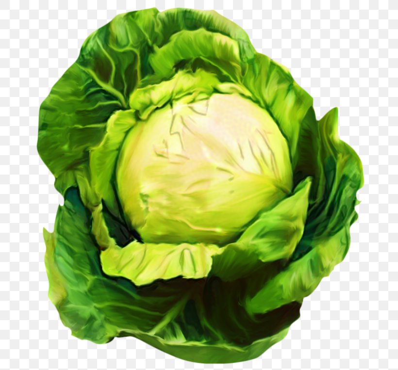 Green Leaf Background, PNG, 700x763px, Cabbage, Brassica, Brussels Sprout, Cauliflower, Chinese Cabbage Download Free