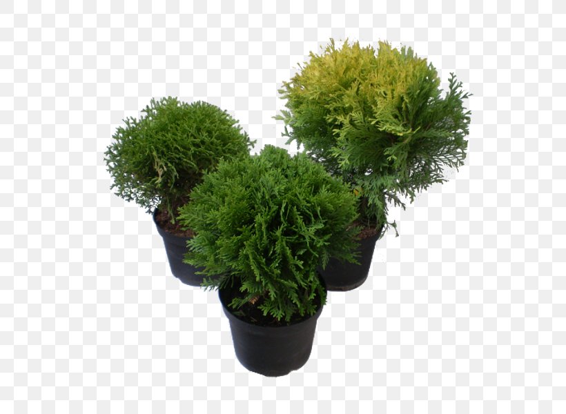 Tree Farm Evergreen Arborvitae Shrub, PNG, 600x600px, Tree, Arborvitae, Evergreen, Flowerpot, Grass Download Free