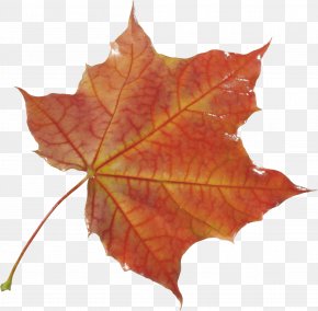Autumn Leaf - Autumn Leaf Color Autumn Leaf Color PNG