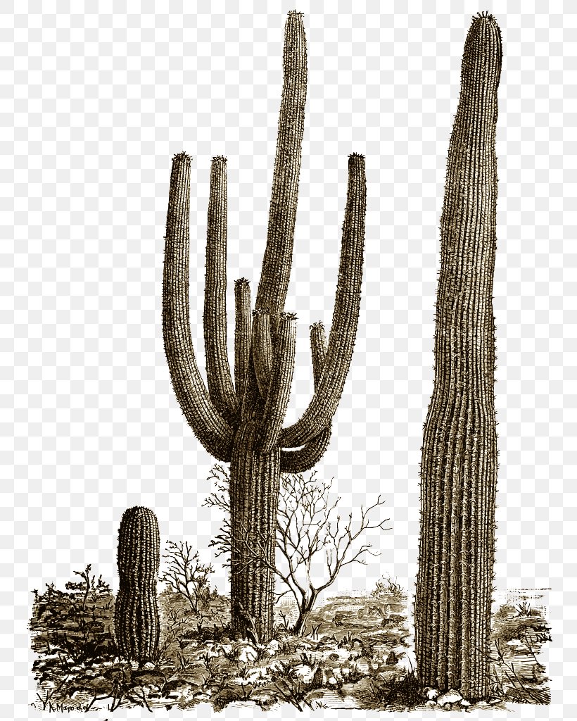 Cactaceae Clip Art, PNG, 774x1024px, Cactaceae, Cactus, Caryophyllales, Computer Graphics, Display Resolution Download Free
