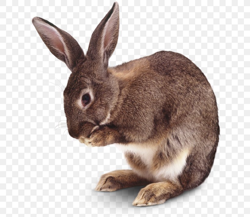 Lion Hare Domestic Rabbit Mammal, PNG, 640x710px, Lion, Animal, Bat, Cat, Dog Download Free