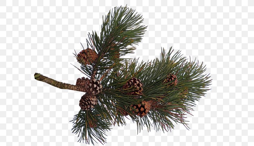 Pine Spruce Conifer Cone Fir, PNG, 600x473px, Pine, Branch, Christmas Ornament, Conifer, Conifer Cone Download Free