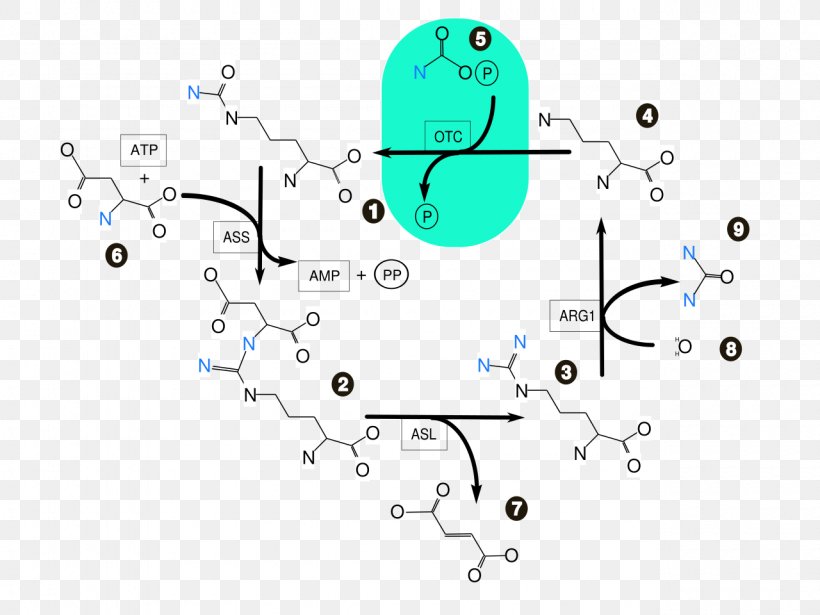 Urea Cycle Biochemistry Ammonia Citric Acid Cycle, PNG, 1280x960px, Urea Cycle, Amino Acid, Amino Talde, Ammonia, Ammonium Download Free