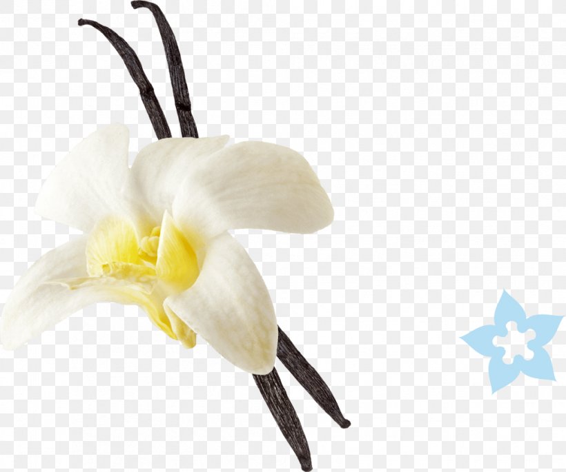 Vanilla Extract Cheesecake Ice Cream Vanilla Sugar, PNG, 1007x842px, Vanilla, Cheesecake, Cut Flowers, Dough, Extract Download Free
