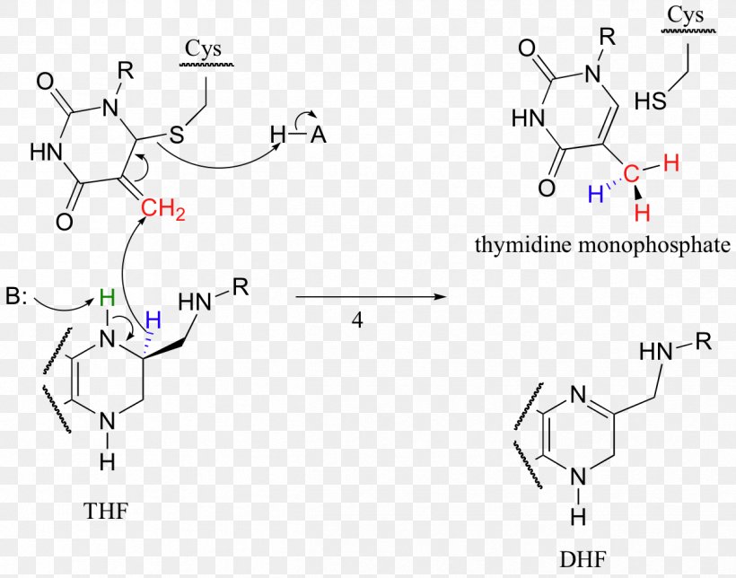 Dihydrofolic Acid Dihydrofolate Reductase Chemical Reaction Tetrahydrofolic Acid, PNG, 1216x956px, Dihydrofolic Acid, Active Site, Amine, Area, Chemical Reaction Download Free