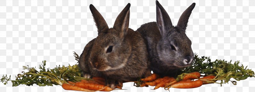 Domestic Rabbit Hare Myxomatosis, PNG, 3817x1385px, Rabbit, Animal, Depositfiles, Domestic Rabbit, Fauna Download Free