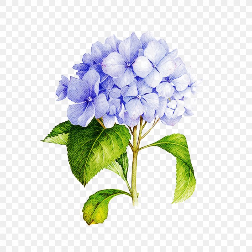 Flower Flowering Plant Hydrangea Plant Blue, PNG, 1200x1200px, Flower, Blue, Cornales, Cut Flowers, Flowering Plant Download Free