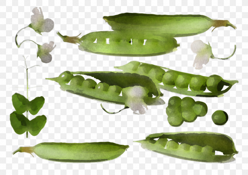 Legume Pea Snow Peas Snap Pea Plant, PNG, 1024x723px, Legume, Broad Bean, Food, Fruit, Green Bean Download Free