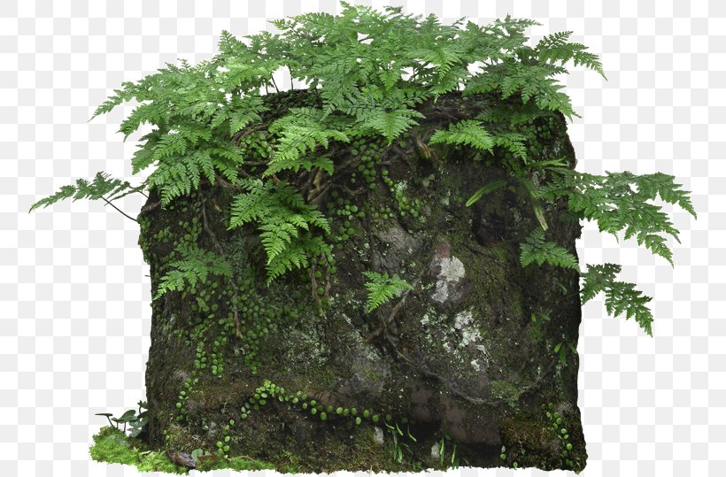 Plant Fern Pixel, PNG, 756x539px, 3d Computer Graphics, Plant, Adobe After Effects, Fern, Flowerpot Download Free