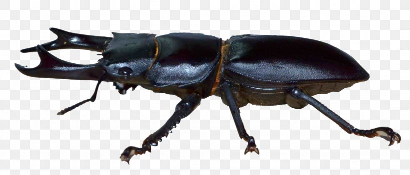 Japanese Rhinoceros Beetle Dynastinae Stag Beetle Hercules Beetle, PNG, 2156x924px, Beetle, Animal, Arthropod, Dorcus, Dynastinae Download Free