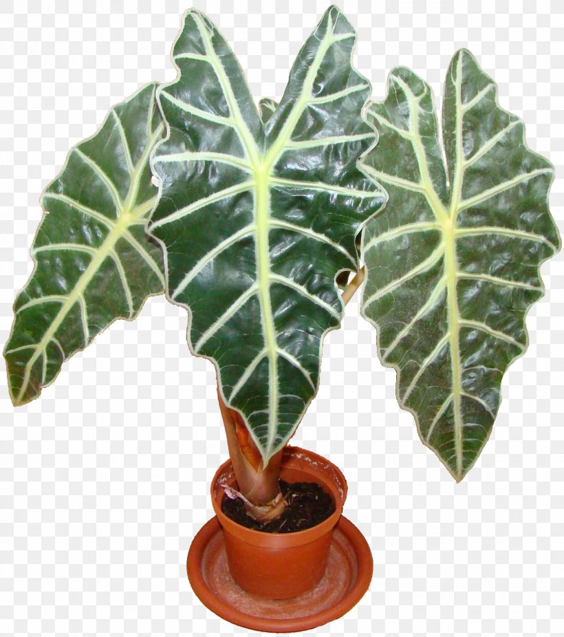 Leaf Flowerpot Houseplant Alocasia Plants, PNG, 1354x1530px, Leaf, Alismatales, Alocasia, Annual Plant, Anthurium Download Free