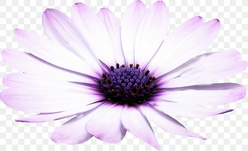 Desktop Wallpaper Blog 新浪博客, PNG, 1200x734px, Blog, Aster, Chrysanthemum, Chrysanths, Close Up Download Free