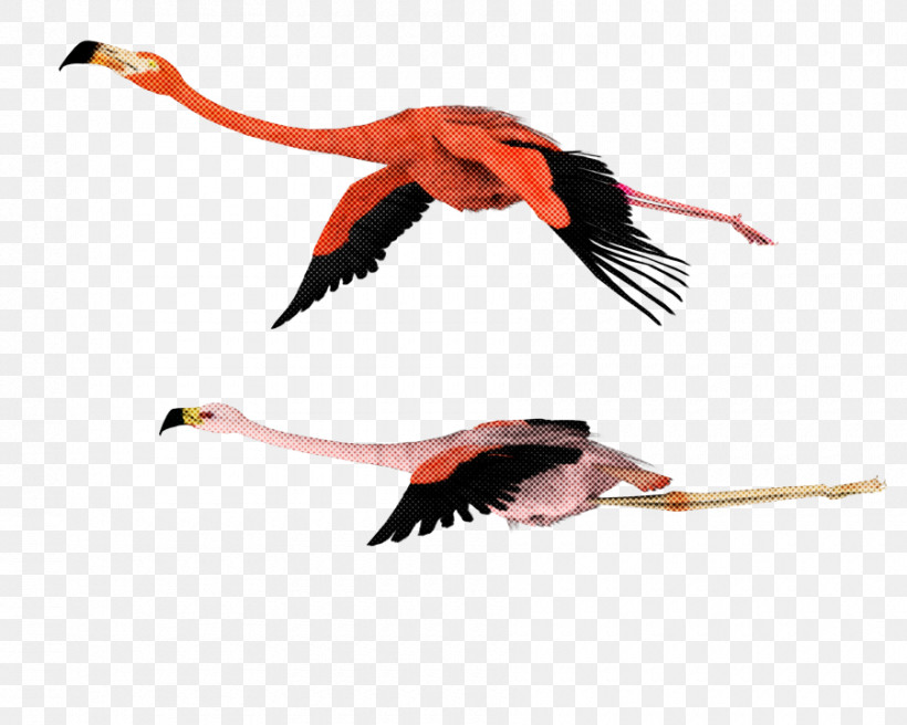 Feather, PNG, 900x720px, Bird, Beak, Feather, Flamingo, Stork Download Free