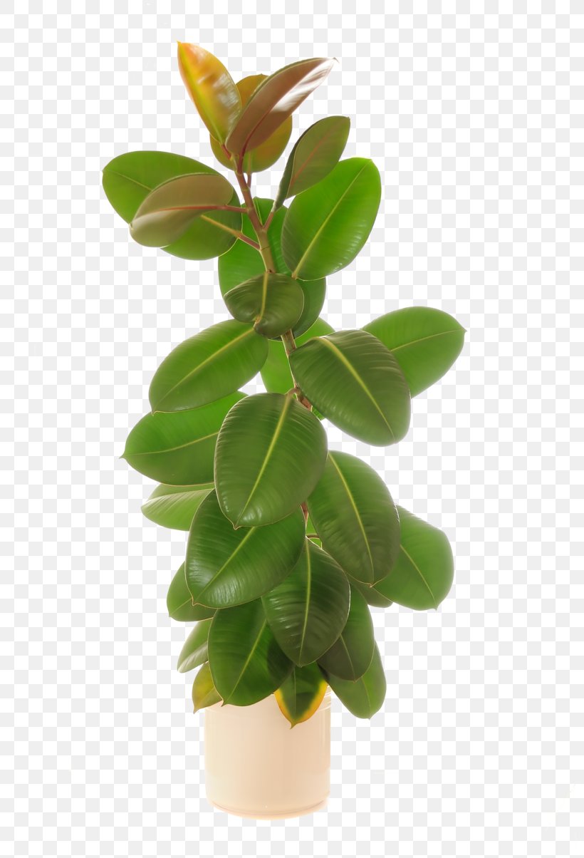 Rubber Fig Weeping Fig Common Fig Royalty-free Natural Rubber, PNG, 800x1204px, Rubber Fig, Banco De Imagens, Common Fig, Fig Trees, Flowerpot Download Free