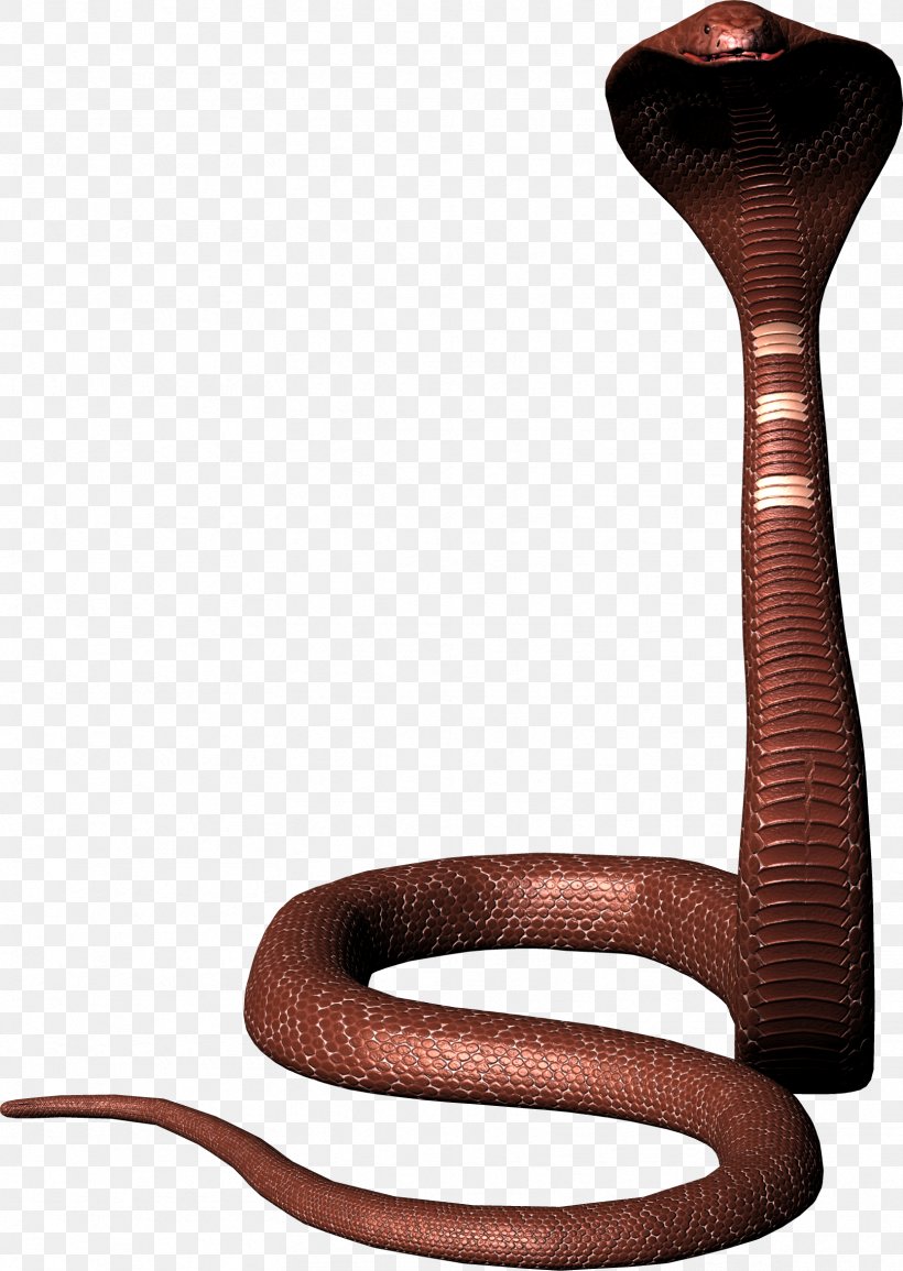 Snake Reptile King Cobra Indian Cobra, PNG, 1666x2348px, Snake, Clipping Path, Cobra, Drawing, Elapidae Download Free