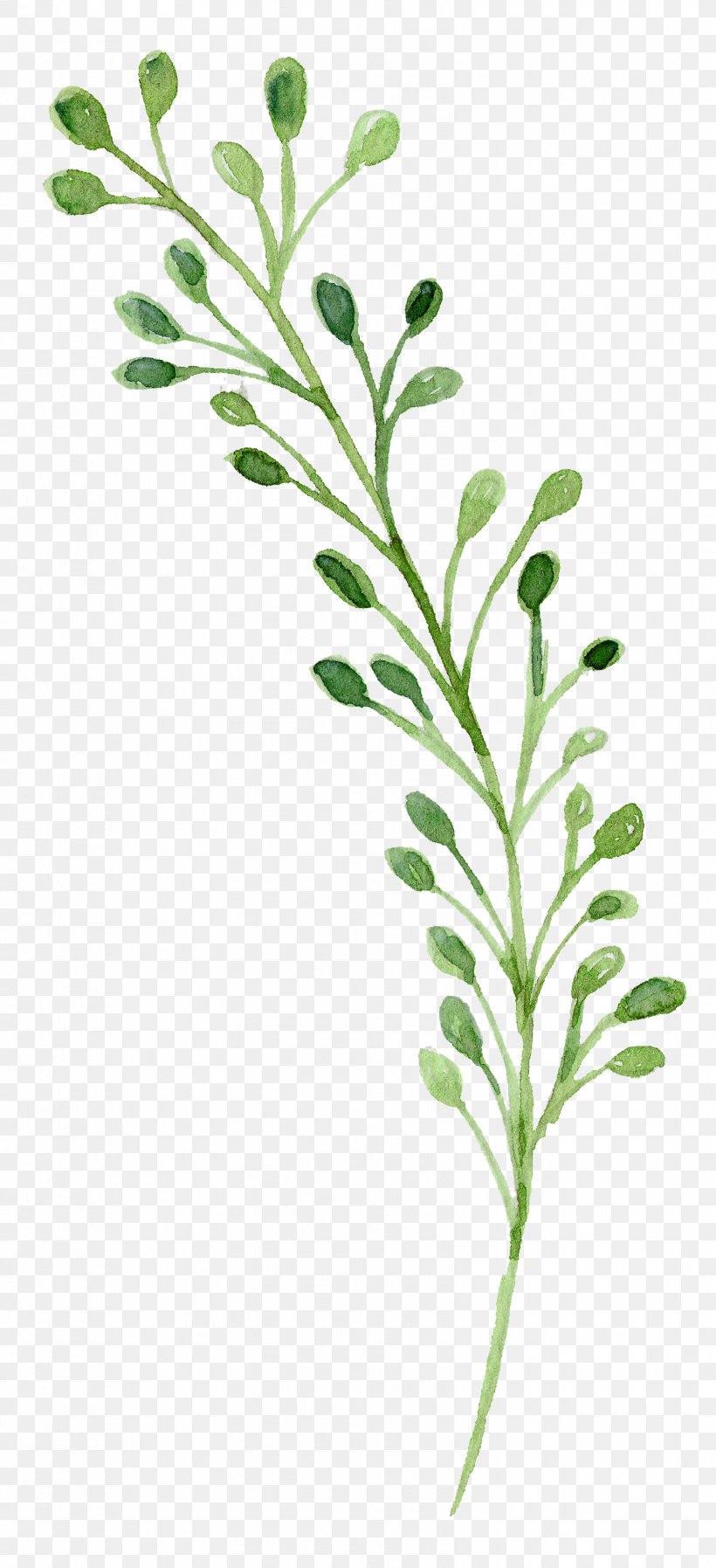 Sage Flower Drawing Images  Browse 7767 Stock Photos Vectors and Video   Adobe Stock
