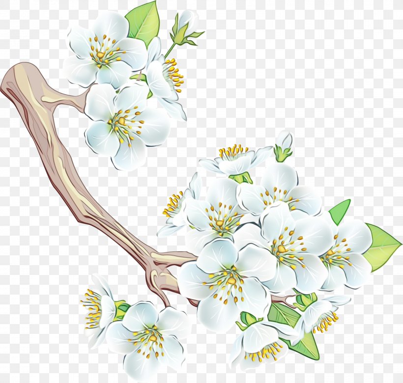 White Flower Branch Blossom Plant, PNG, 1557x1482px, Watercolor, Blossom, Branch, Cut Flowers, Flower Download Free