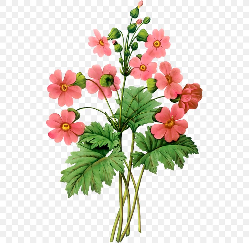 Primula Sinensis Botany Primrose Bear's Ear Botanical Illustration, PNG, 515x800px, Botany, Anemone, Art, Artificial Flower, Botanical Illustration Download Free