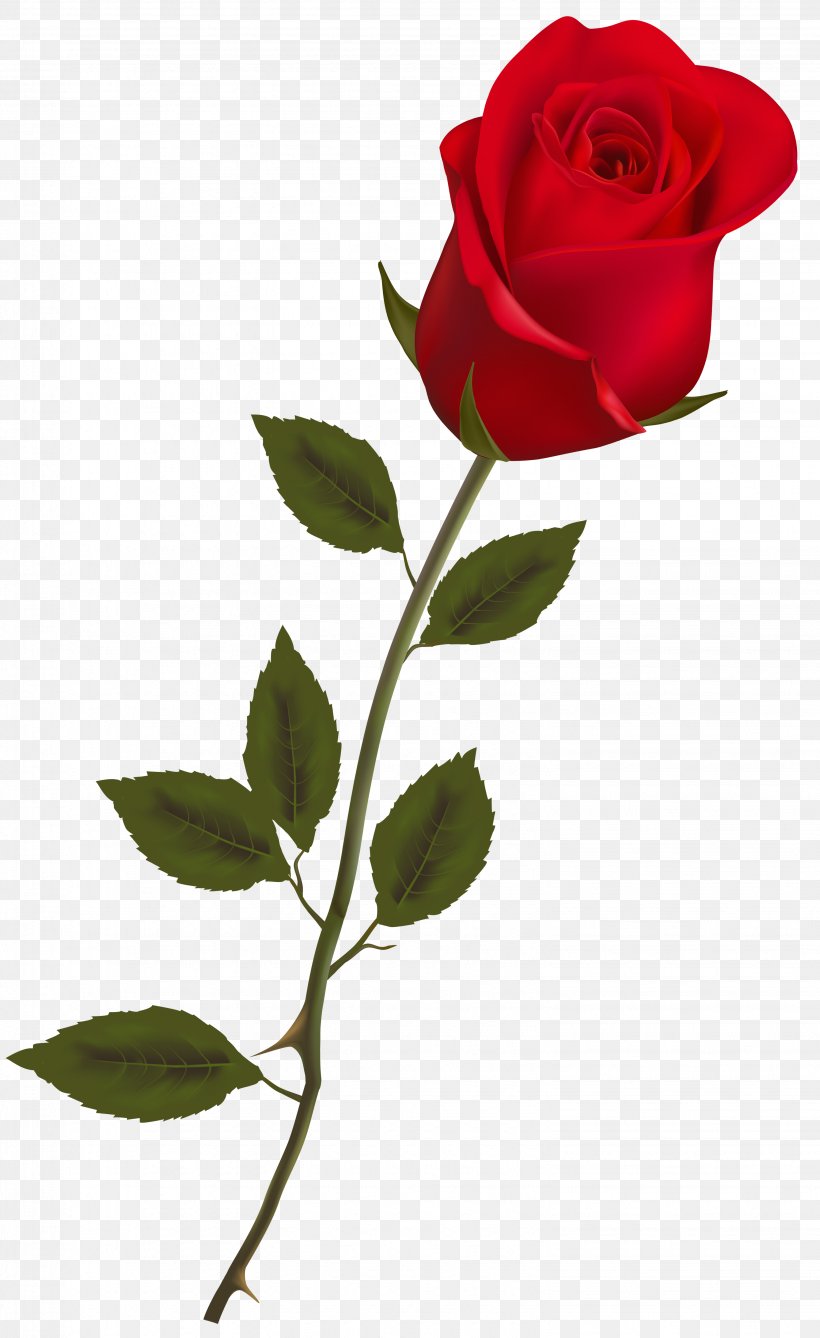 Rose Red Clip Art, PNG, 3064x5000px, Rose, Branch, Flora, Floral Design, Flower Download Free