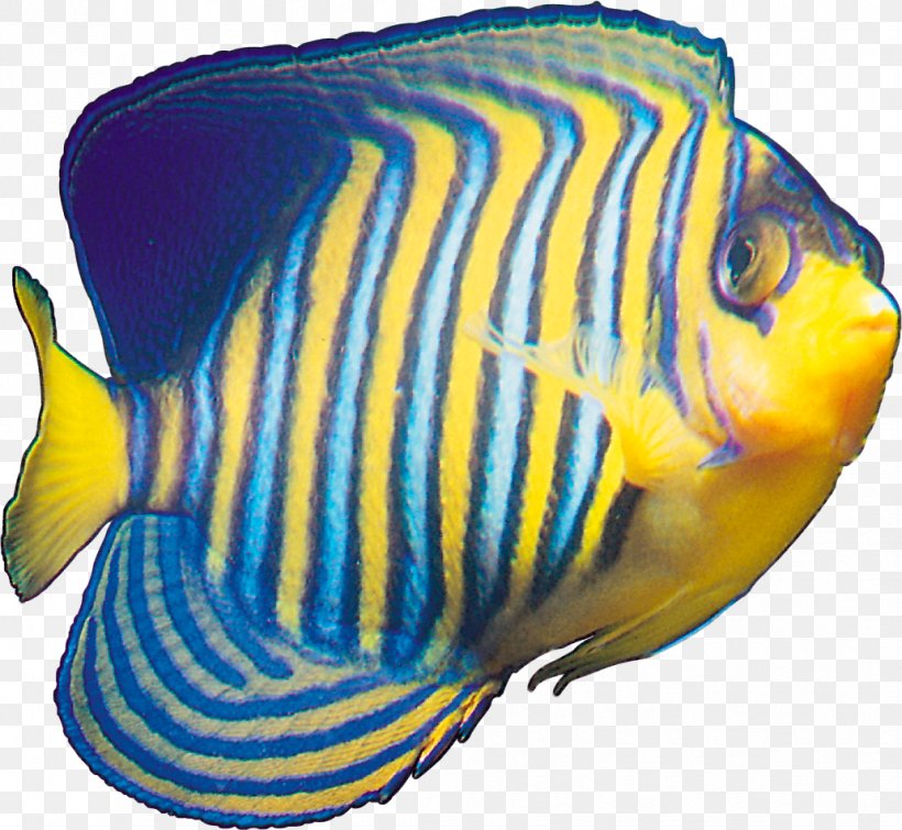 Tropical Fish Yellow Blue, PNG 