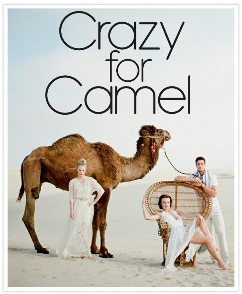 Wedding Photography Camel Photographer Marriage, PNG, 1236x1506px, Wedding, Arabian Camel, Bride, Cake, Camel Download Free
