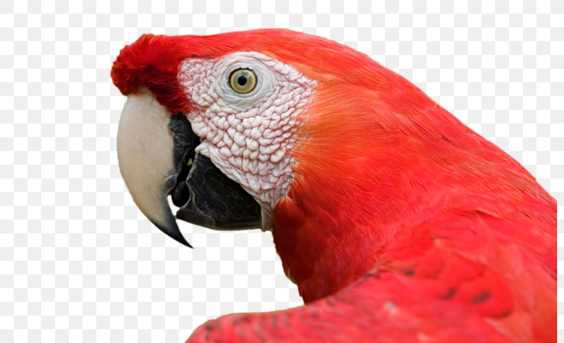 Bird Amazon Parrot Desktop Wallpaper Animal Macaw, PNG, 800x500px, 4k Resolution, Bird, Amazon Parrot, Animal, Beak Download Free