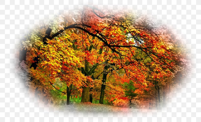 Desktop Wallpaper Autumn Beauty Oak, PNG, 800x500px, Autumn, Beauty, Collage, Color, Desktop Metaphor Download Free