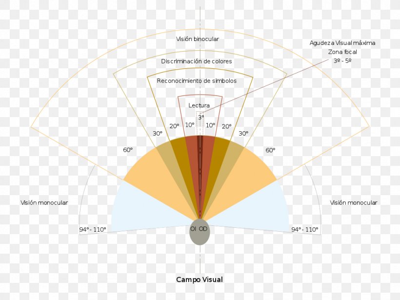 Peripheral Vision Eye Visual Perception Visual Field Product Design, PNG, 1024x768px, Peripheral Vision, Classical Element, Diagram, Eye, Visual Field Download Free