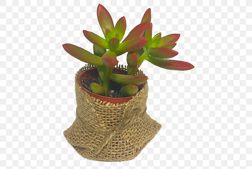 Succulent Plant Houseplant Plants Cactus El Taller Del Encanto, PNG, 500x549px, Succulent Plant, Baptism, Cactus, Character Structure, Flowerpot Download Free